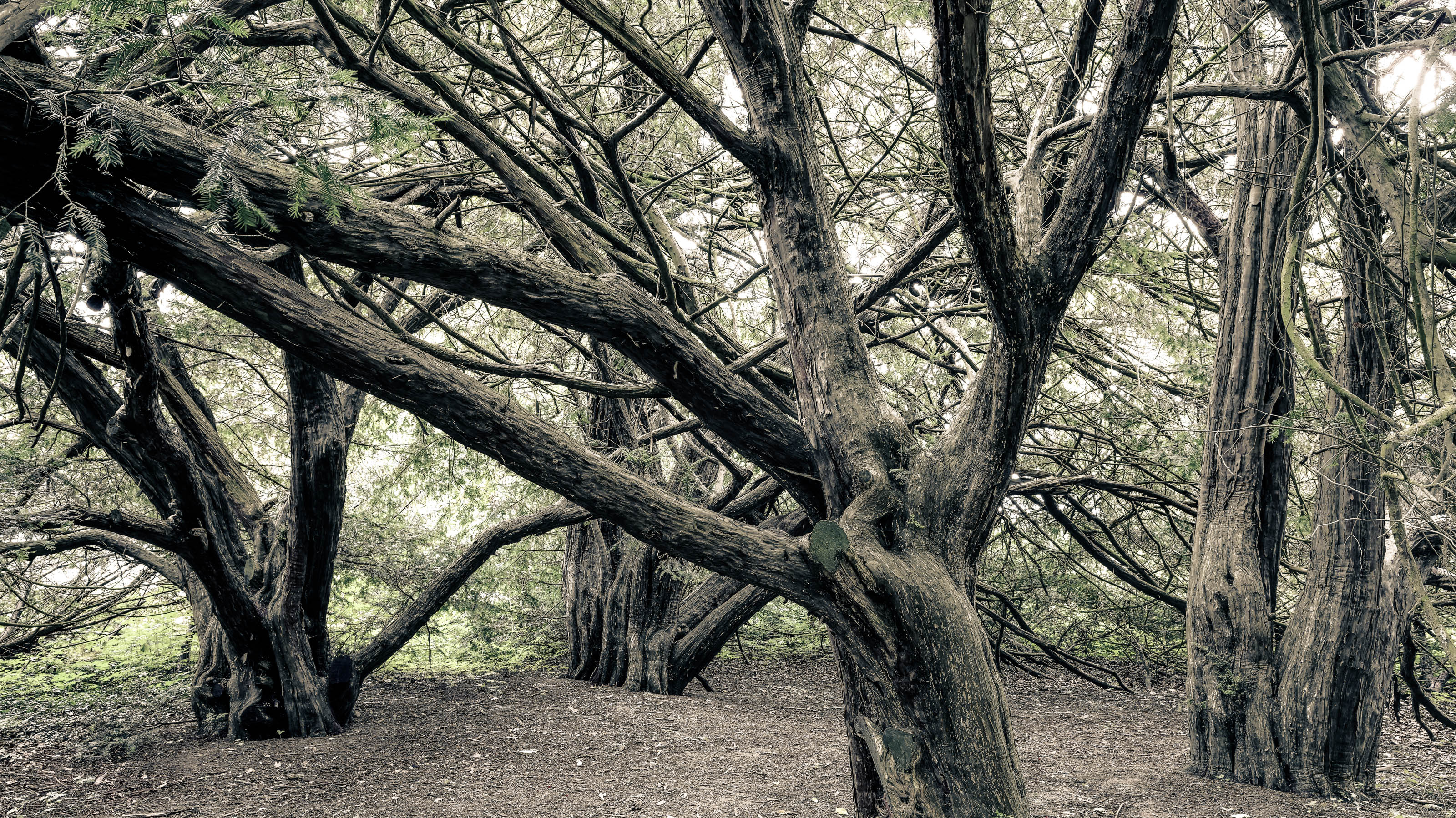 Die magischen Eiben von Swantow Rügen