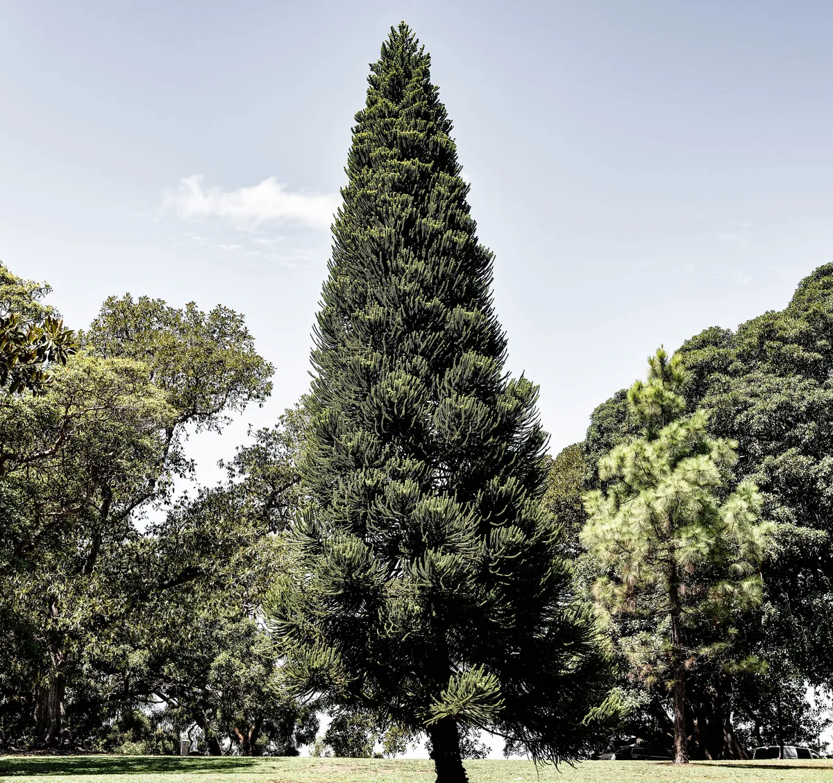 Botanischer Garten Sydney